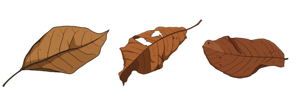 Dried Brown Autumn Leaves Set Curled Twisted Beech Oak Foliage and Flat Withered Leaf Collection Botanical Vector Illustration Isolated on White Background