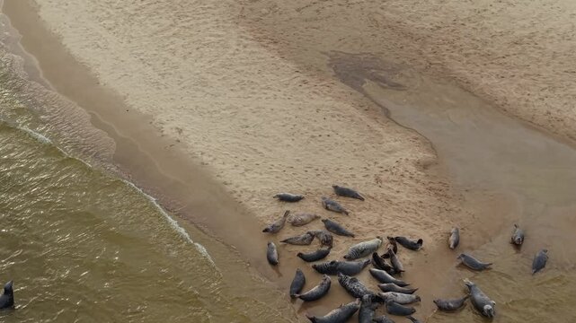 Aerial view of seals on a sandbar in Poland.