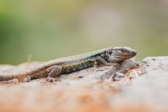 Canary Islands lizard close-up on sunlit volcanic rock