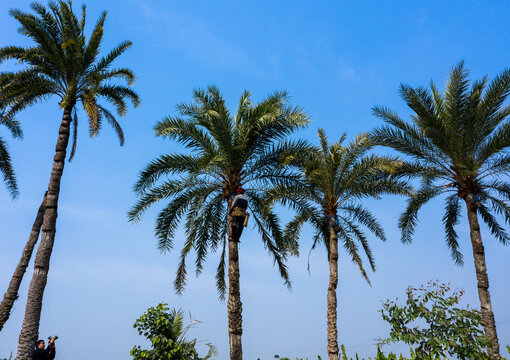 Aerial view of a man climbing a date palm tree to collect sap in a grove with a clear blue sky in Manikganj, Dhaka Division, Bangladesh.