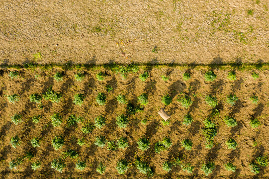 Aerial view of agricultural fields with rows of young crops and long shadows cast by trees in Manikganj, Dhaka Division, Bangladesh.