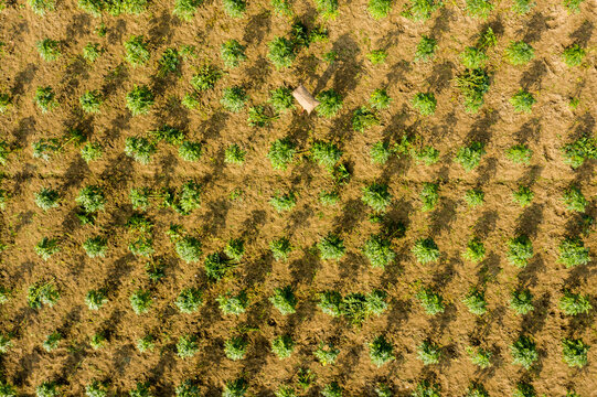 Aerial view of a cultivated field with rows of green crops and long shadows cast by the afternoon sun in Manikganj, Dhaka Division, Bangladesh.