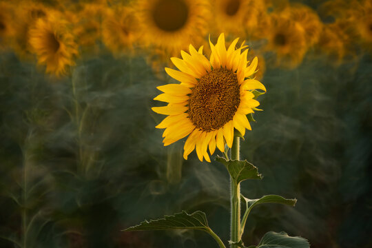 Sunflower bloom in a rural field at golden hour