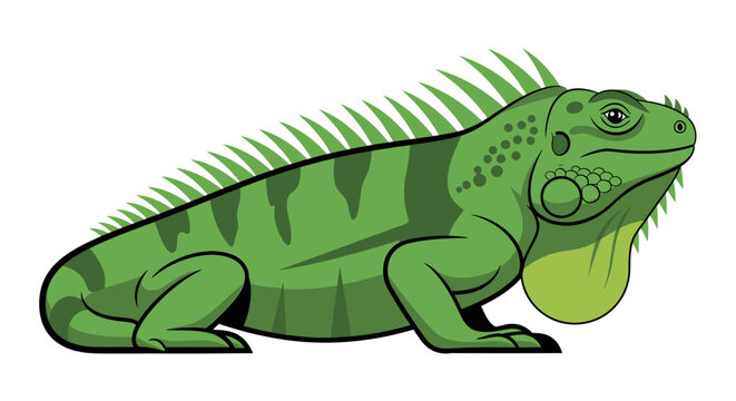 A clean color vector illustration of a green iguana lizard isolated on a white background, featuring detailed scales and spikes.