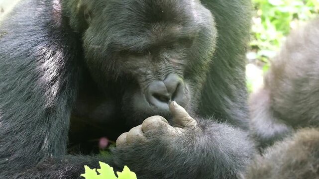 Gorilla close up grooming in Bwindi Impenetrable Rainforest, Uganda, Rainforest