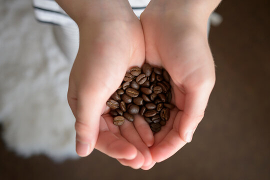 Hands hold roasted coffee bean in a close-up view