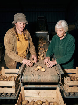 Workers grading produce on a packing line