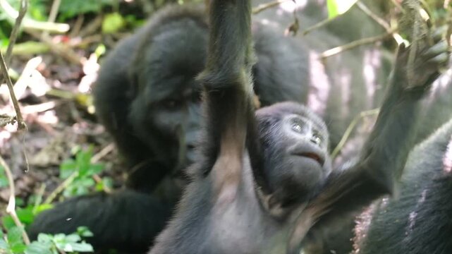 Playful young mountain gorilla in Bwindi Impenetrable Rainforest, Uganda, Africa