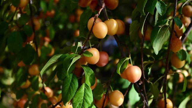 Ripe yellow plum fruit on branch in summer orchard