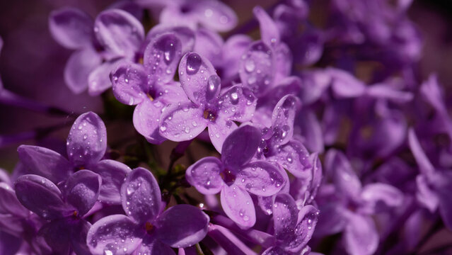 Purple lilac blossoms glisten with dew droplets in a soft, intimate closeup. A vibrant, delicate floral scene conveys freshness, romance, and natural beauty perfect for springtime and mood imagery.