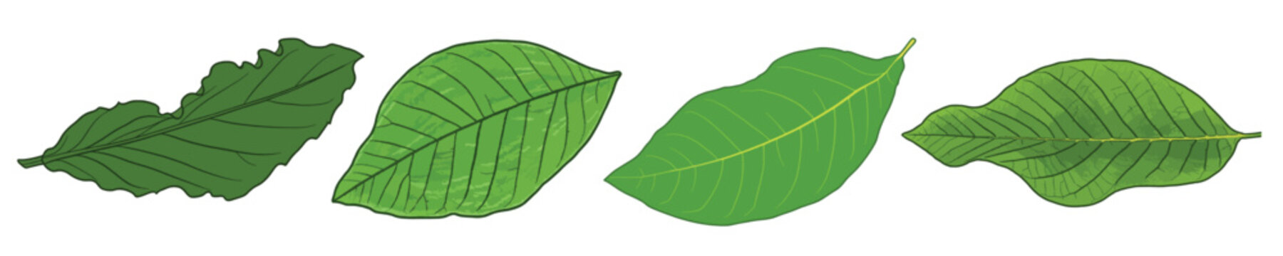 Fresh Green Guava Leaves Set Psidium Guajava Herbal Botanical Foliage Organic Culinary Leaf Vector Illustration Isolated on White Background