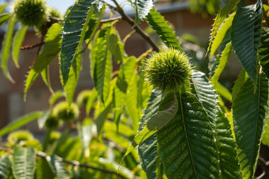 Close-up of a sweet chestnut burr with green leaves.