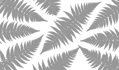 Grey fern leaves pattern on transparent background © fatima