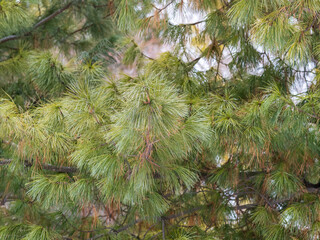 Cedar branches with long fluffy needles with a beautiful blurry background. © Dmitrii Potashkin