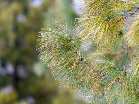 Cedar branches with long fluffy needles with a beautiful blurry background.