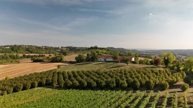 Aerial drone view of a hazelnut orchard and stubble fields on rolling hills in Monferrato, Piedmont, Italy
