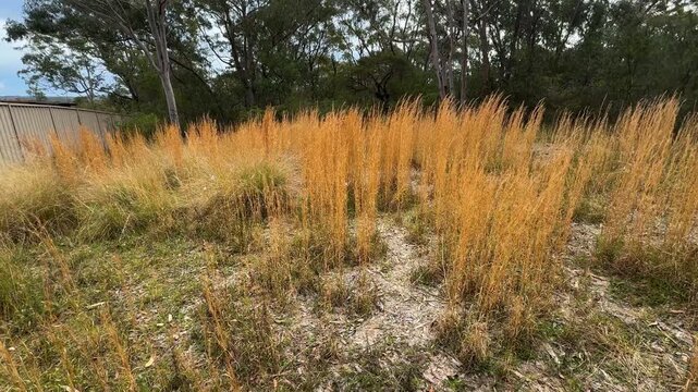 Footage of colourful orange tall weed grass and dry dead leaves lying on the ground in a dry patch of land in the Blue Mountains National Park in New South Wales, Australia