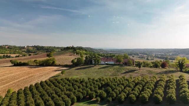 Hazelnut orchard rows and farmhouse in the rolling Piedmont countryside, Italy