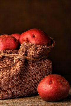 Red Potato Still Life. A burlap sack filled with fresh harvested Red Potatoes with one potato on the rustic wood table.