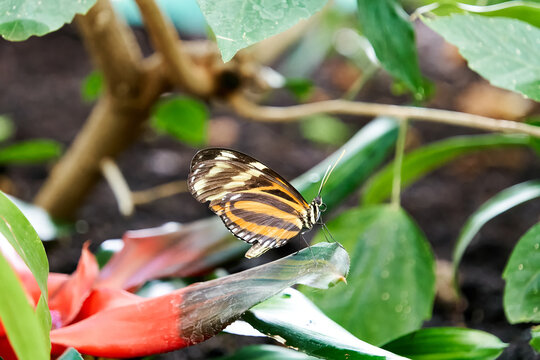 Detailed view of a tiger longwing butterfly resting on a green leaf in a garden