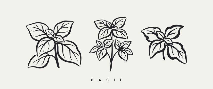 Set of three hand drawn basil sprig illustrations in black botanical line art style