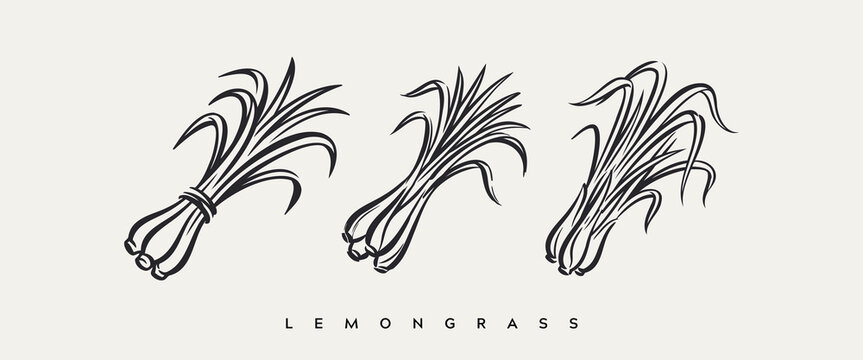 Black and white hand drawn lemongrass stalks vector illustration isolated on neutral background