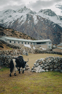 Snow covered Himalayan mountain settlement and yak pasture in Nepal