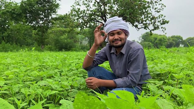 Happy indian farmer showing ok sign hand gesture in green crop field