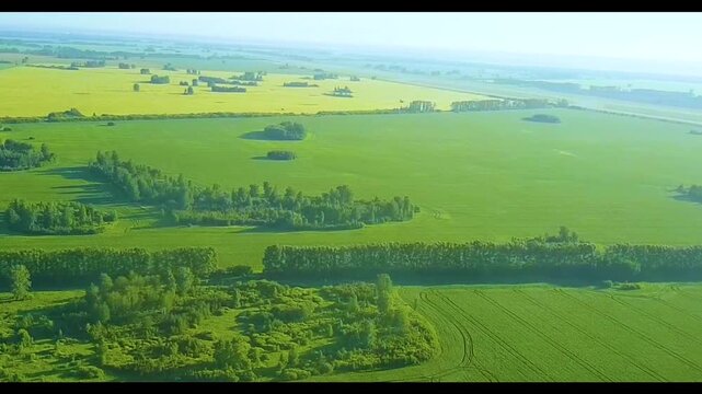 Aerial view of green agricultural fields and yellow canola farmland with trees and forest belts. Summer rural landscape drone flight over countryside farmland.