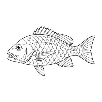 Swimming red snapper with prominent scales, sharp canine teeth, spiny dorsal fin, and large eye side view line art vector illustration isolated on white background.