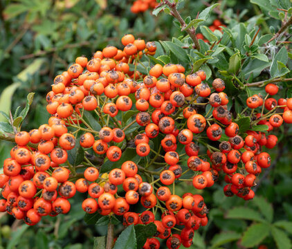 Dense Orange Red Firethorn Berries Among Green Leaves in Autumn