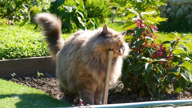Fluffy long-haired cat rubbing against metal stake in sunny garden. Pet walking among green plants and flowers in summer backyard.