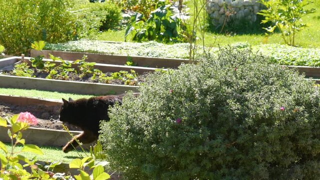 Black cat walking through summer garden with raised beds, bushes and flowers. Pet exploring backyard vegetable garden on sunny day.