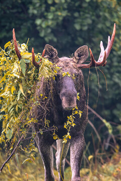 Moose during the rut