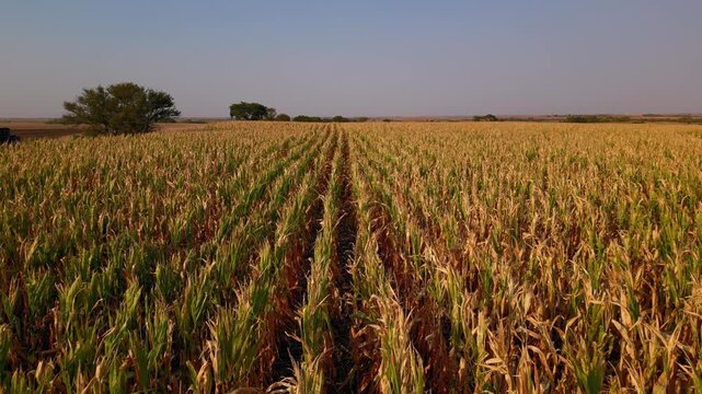 Low aerial over endless corn rows toward the prairie horizon