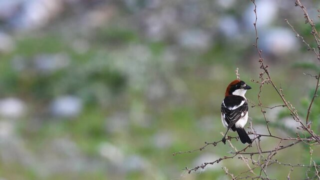 Woodchat Shrike (Lanius senator) perched on a thorny branch in its natural habitat, observing surroundings with a clean blurred background.