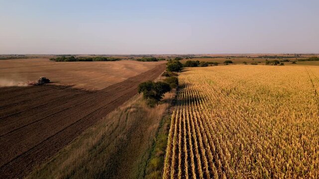 Aerial over a tractor tilling beside a standing corn field