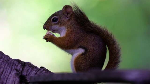 American red squirrel eats fallen acorn while perched on tree limb