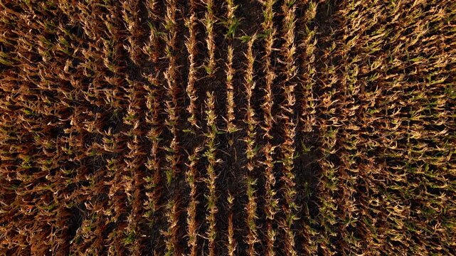 Top down aerial of dry corn rows ready for harvest