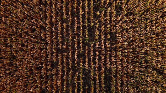 Top down aerial pattern of ripe corn rows in golden light