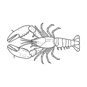 Atlantic American lobster with massive chela claws and segmented tail fan top view marine crustacean line art vector illustration isolated on white background.