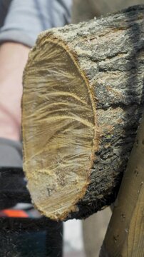 Electric saw cuts thick branch. Concept of sustainable wood utilization, rural living, firewood storage, practical resource management and reduced material waste 