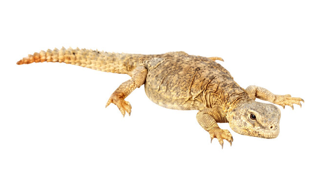 Spiny tailed lizard in sandy beige colors isolated on transparent background for desert wildlife biology education and exotic reptile pet care guides.