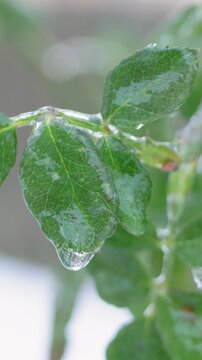 Glazed green leaves survive under coat of frozen ice water. Outdoor plant foliage demonstrates strong adaptability to cold weather. Natural endurance concept fits climate research presentations