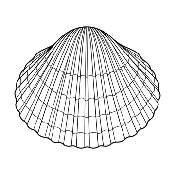 Ridged scallop seashell bivalve clam with radiating ribs marine mollusk line art vector illustration isolated on white background.