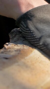 Tree trunk with exposed pale wood and rough bark edges receives close manual examination. Protective gloves support outdoor woodwork, material inspection, surface evaluation, and timber preparation