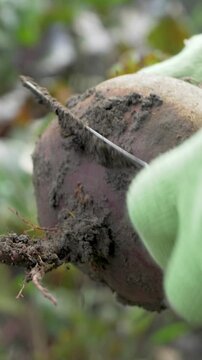 Housewife's hand wearing green gloves cleaning beetroot from soil with knife. Freshly picked beetroots are excellent for various dishes. Home gardening provides steady supply of fresh, healthy food