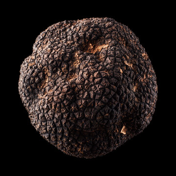 Black truffle whole isolated on black background with clipping path, presenting concept of luxury gourmet food and fine dining