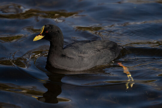 A native Chilean bird known as the Tagua&mdash;with black plumage, a yellow beak, and red eyes&mdash;floating on the water.