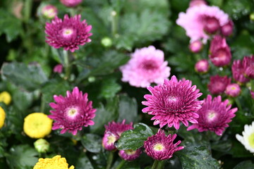 Fototapeta premium Vibrant Pink and Magenta Chrysanthemums Chrysanthemum morifolium in Bloom